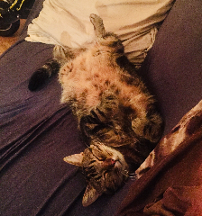 Yoda