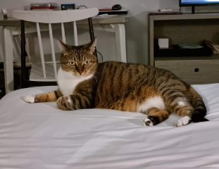 Minette