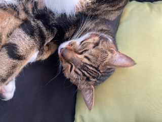 Nalah