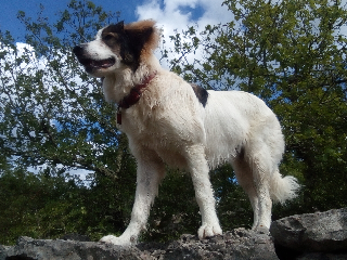Plume