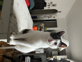 Ticha