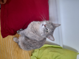 Minette