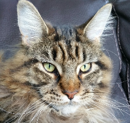 Mélia