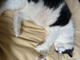 Domino