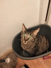 Tigrou