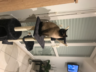 Nala