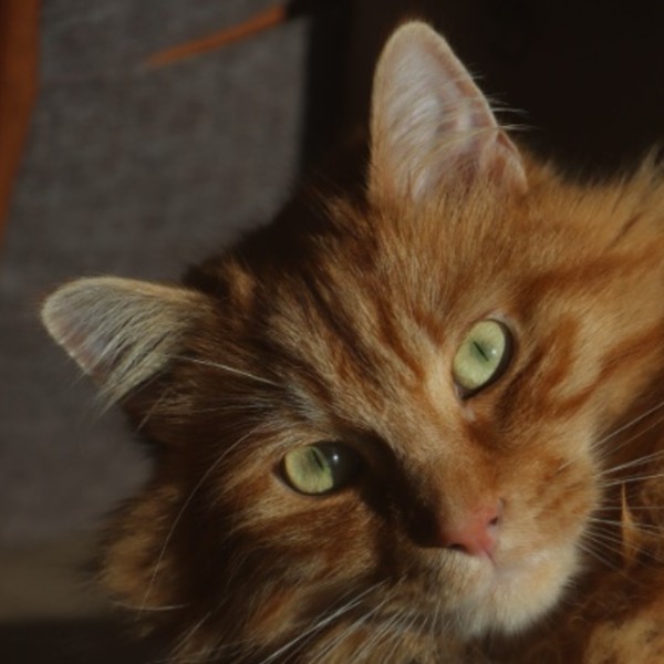 Oscar