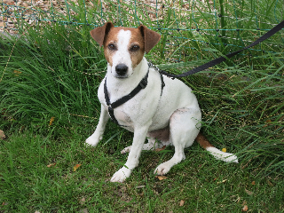Tyson