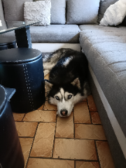 Sheyko