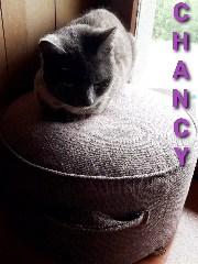 Chancy