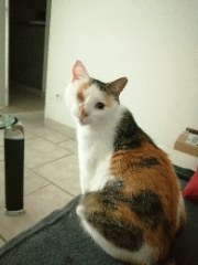 Nouchka