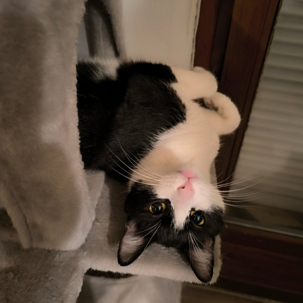 Taïko