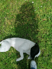 Syra