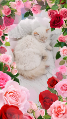 Chattes