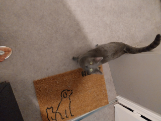 Chattes