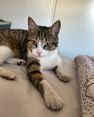 Lylla