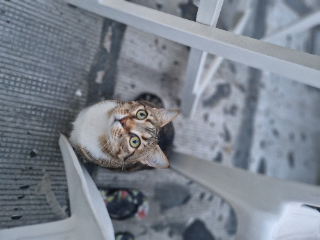 Mya