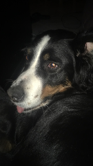 Maya