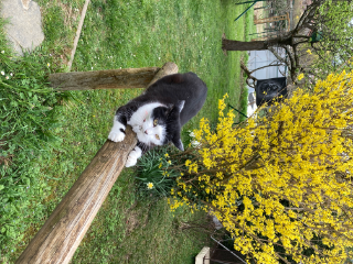minette