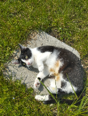 Stella