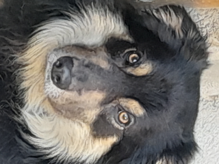 Balto