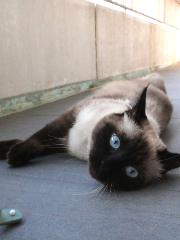 minette