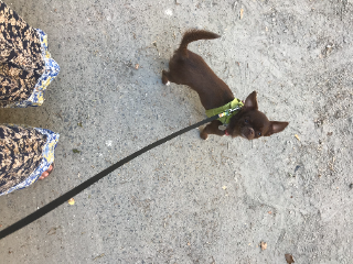 TINA