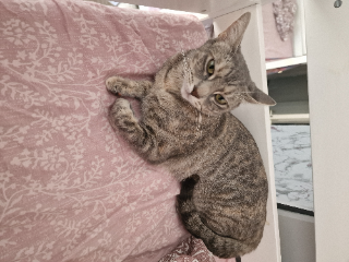 Lila