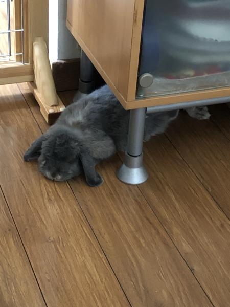 Photo de Perla