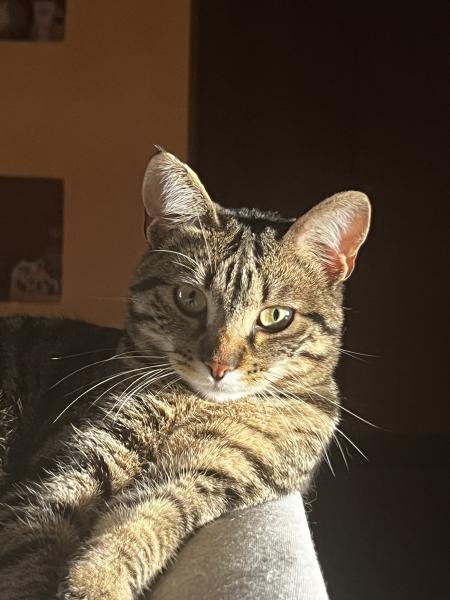 Lilly