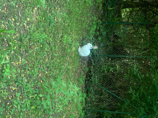 Poupette