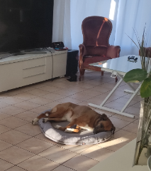 Maya