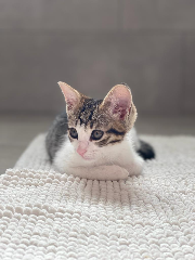 Oscar