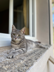 Praline
