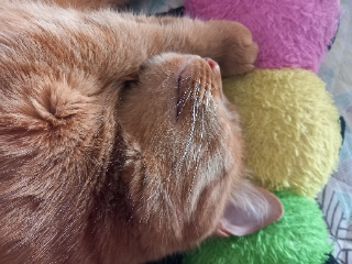Garfield