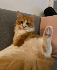 Tabasco