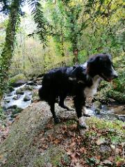 Raïka