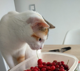 MINOU