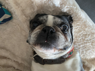 Yoda