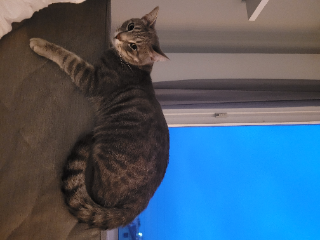 T-Rex