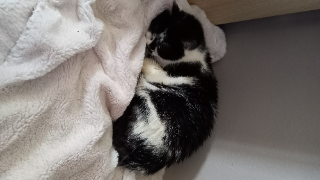 Minou / "Chatouille"