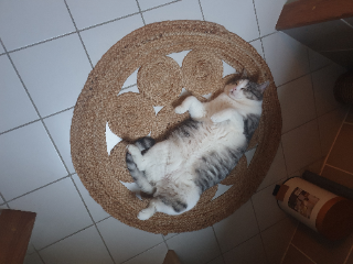 Miaouss