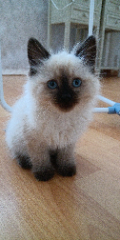 Ferdi