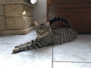Nénette