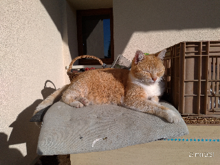 Pépette