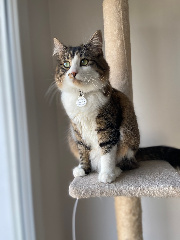Mia