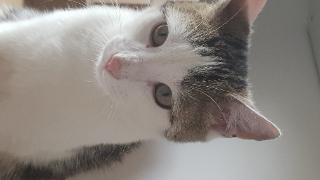 titi