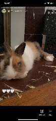 Mimi