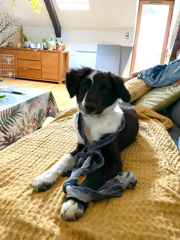 Rosie