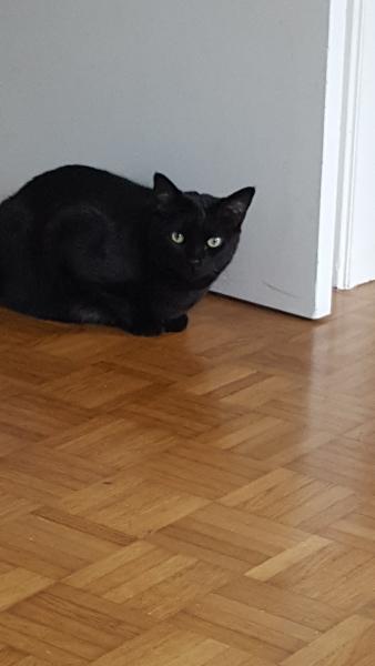 neko
